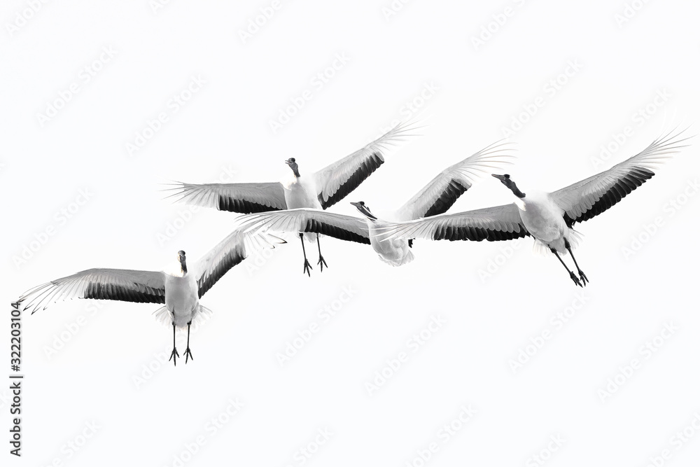 group of red crowned crane flying in the white sky group of red crowned crane flying in the white sky