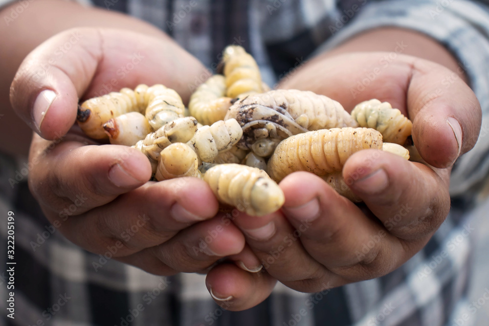 Caterpillar beetles or rhinoceros beetles in the hands of humans, the