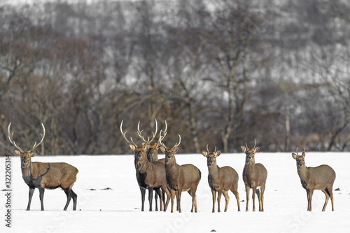 herd of japanese sika deer male in a snowy field