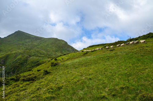 A flock of sheep goes to the green pasture. Beautiful summer landscape of Marmarosy mountains range, Carpathian, Ukraine