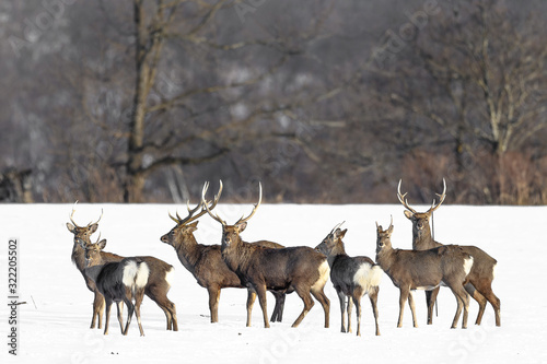 Fototapeta Naklejka Na Ścianę i Meble -  herd of japanese sika deer male in a snowy field