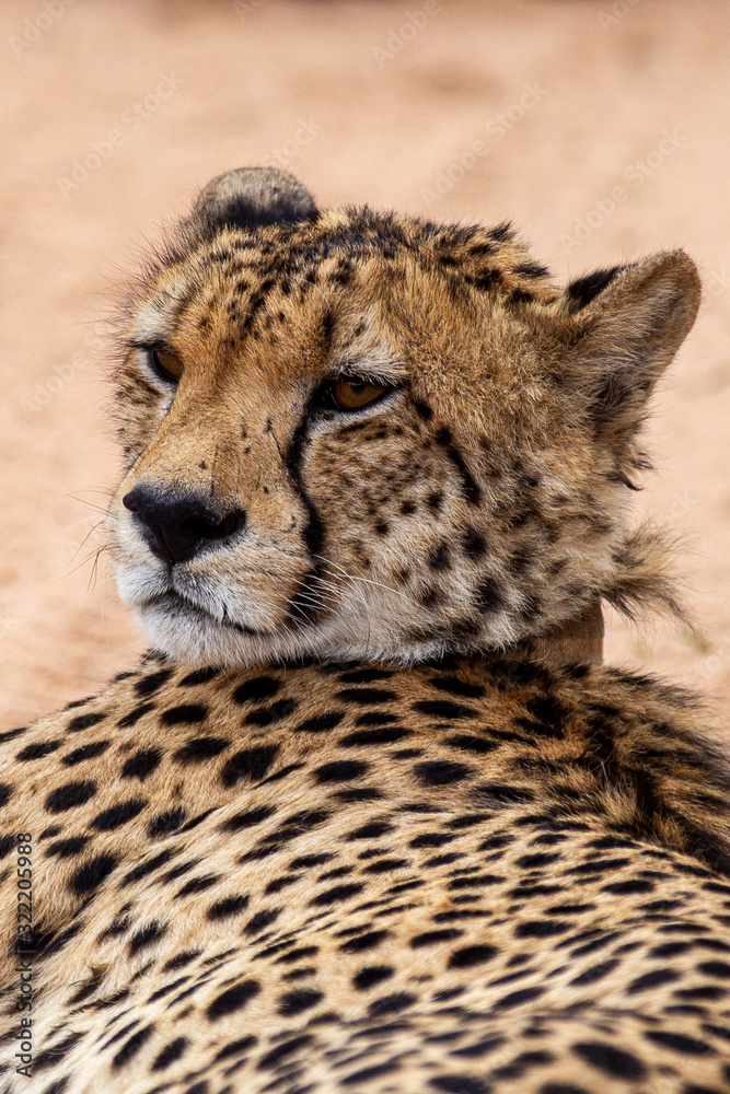 Fototapeta premium Cheetah, South Africa