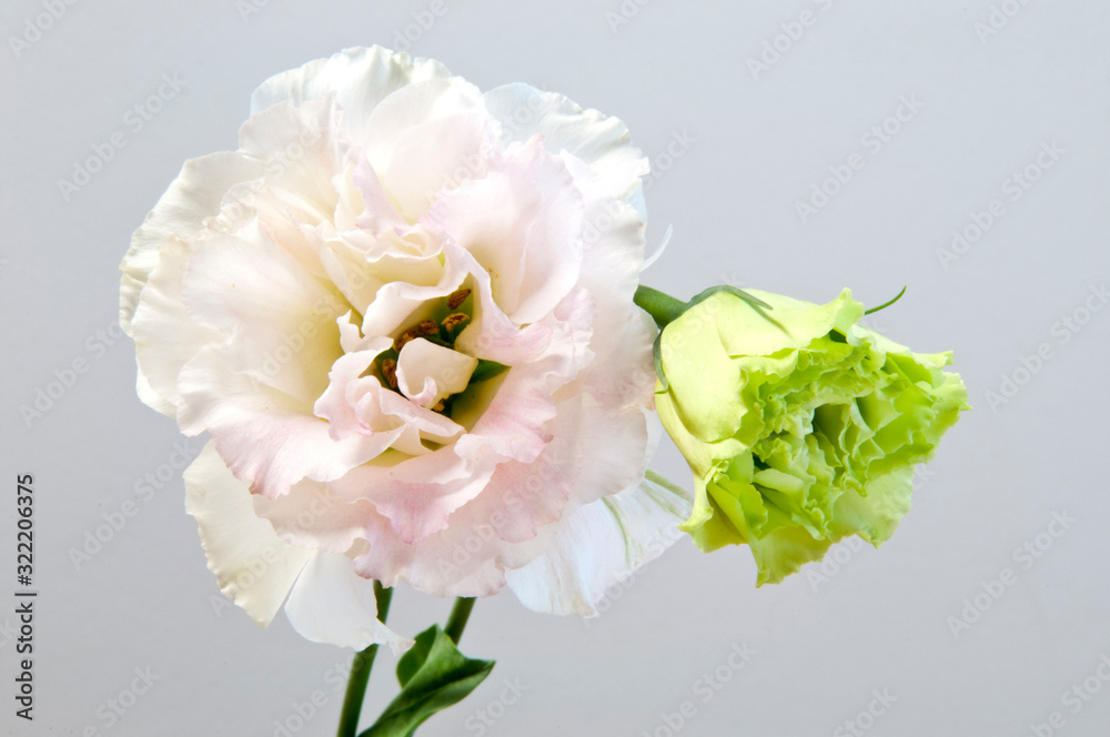 Obraz premium 白いトルコキキョウ