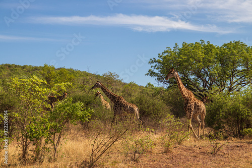 Giraffe South Africa © Marco Rimola