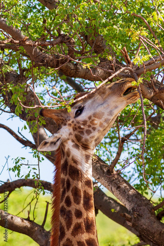 Giraffe South Africa