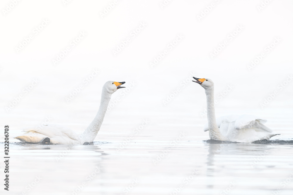two whooper swan lovers dancing in a white fog background portrait two whooper swan lovers dancing in a white fog background portrait