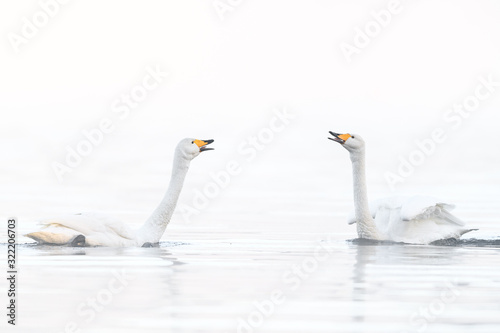 two whooper swan lovers dancing in a white fog background portrait