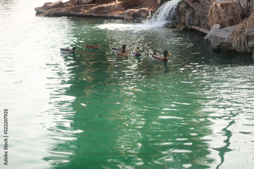 Fototapeta premium ducks on water