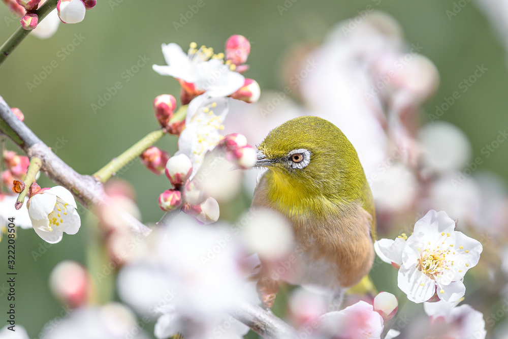 portrait of a japanese zosterops white-eye in blooming plum tree