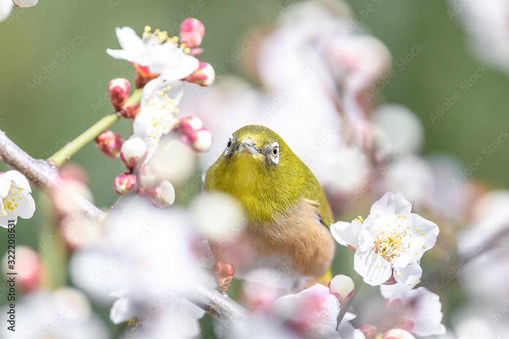 portrait of a japanese zosterops white-eye in blooming plum tree portrait of a japanese zosterops white-eye in blooming plum tree