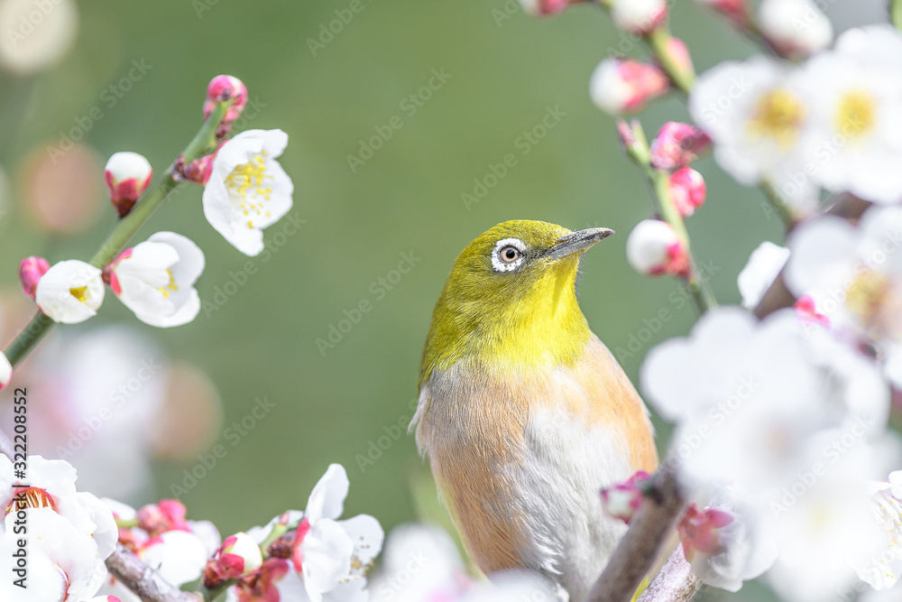 portrait of a japanese zosterops white-eye in blooming plum tree portrait of a japanese zosterops white-eye in blooming plum tree