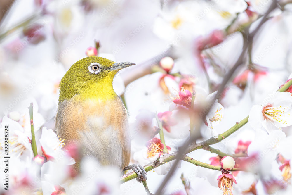 portrait of a japanese zosterops white-eye in blooming plum tree portrait of a japanese zosterops white-eye in blooming plum tree
