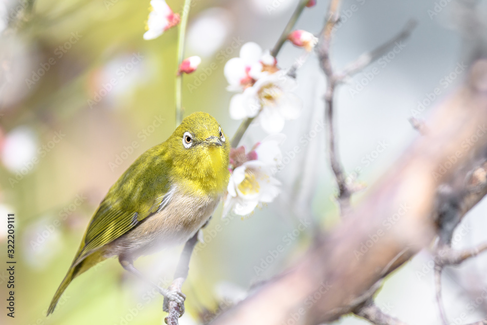 portrait of a japanese zosterops white-eye in blooming plum tree portrait of a japanese zosterops white-eye in blooming plum tree