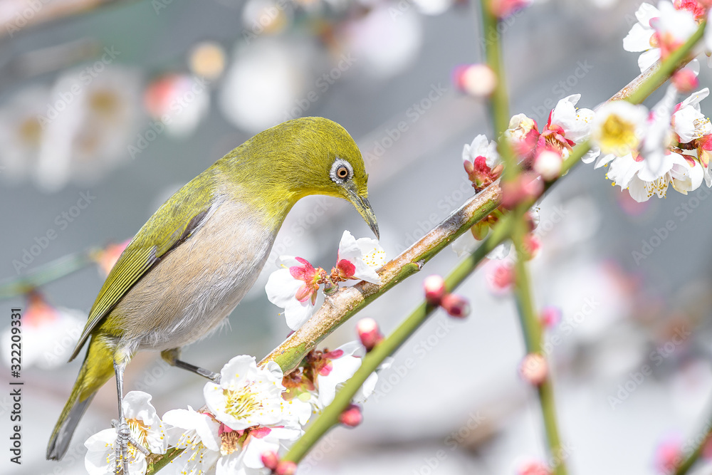 portrait of a japanese zosterops white-eye in blooming plum tree