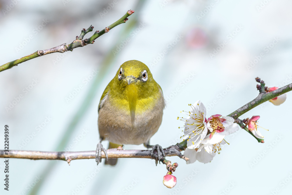 portrait of a japanese zosterops white-eye in blooming plum tree portrait of a japanese zosterops white-eye in blooming plum tree
