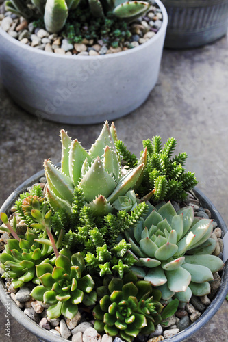 succulent arrangement  photo