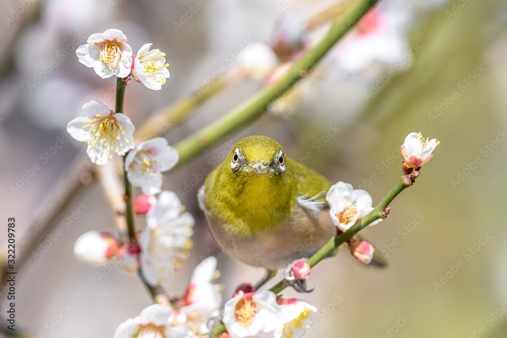 portrait of a japanese zosterops white-eye in blooming plum tree portrait of a japanese zosterops white-eye in blooming plum tree