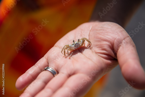 Sand Crab photo