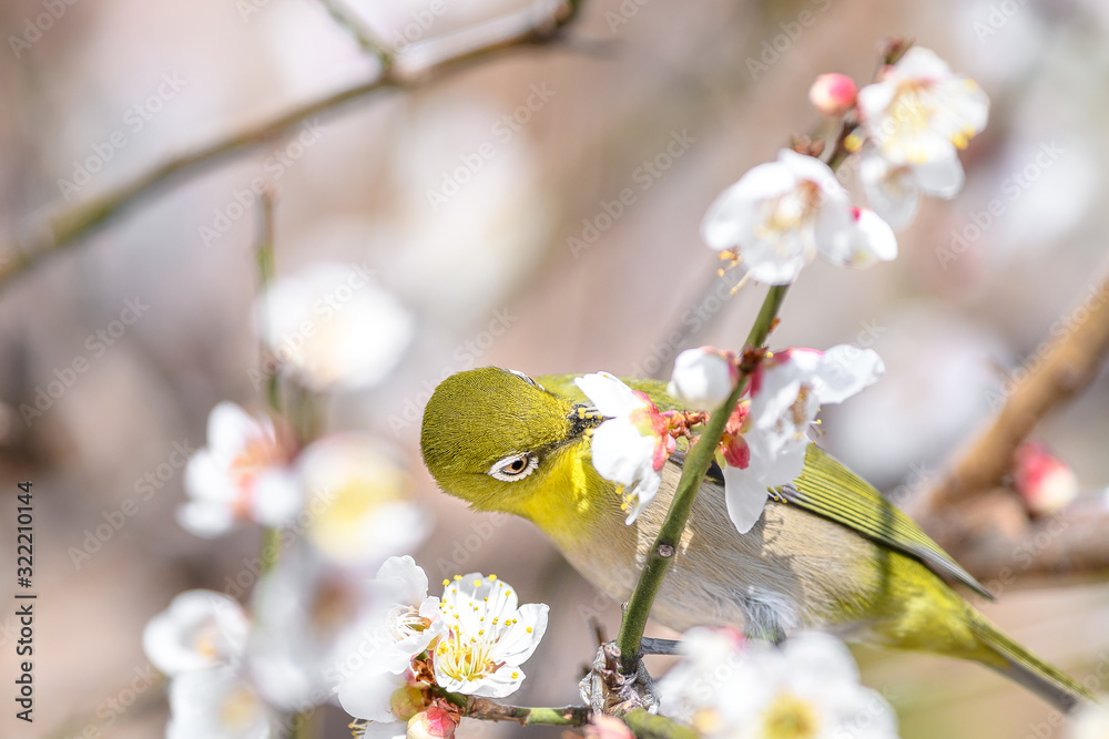 portrait of a japanese zosterops white-eye in blooming plum tree portrait of a japanese zosterops white-eye in blooming plum tree