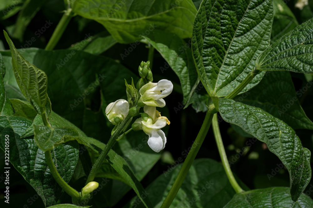Flower of the stringless bush bean a variety of green bean. Green beans are the unripe, young fruit and protective pods of various cultivars of the common bean. Flower of the stringless bush bean a variety of green bean. Green beans are the unripe, young fruit and protective pods of various cultivars of the common bean.