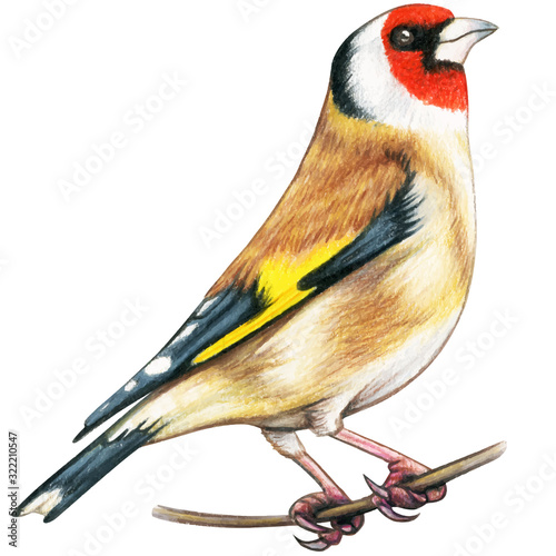 Goldfinch hand drawn bird watercolor colored pencils