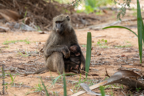 mother baboon nursing her baby