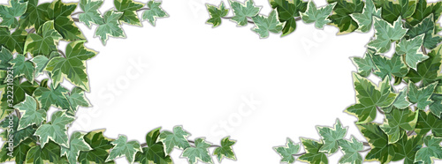 White background half covered by common ivy leaves