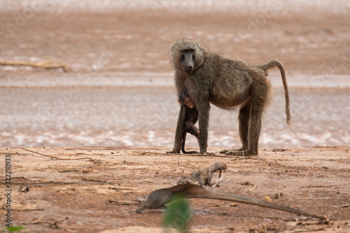 Canvastavla baby baboon griping on its mother