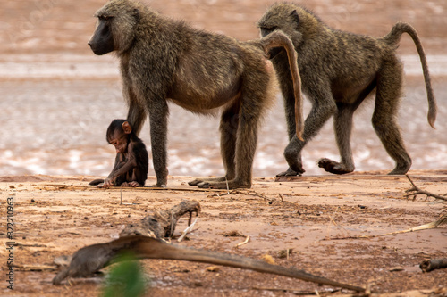 A young baboon with his father and mother on the