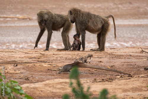 A young baboon with his father and mother on the