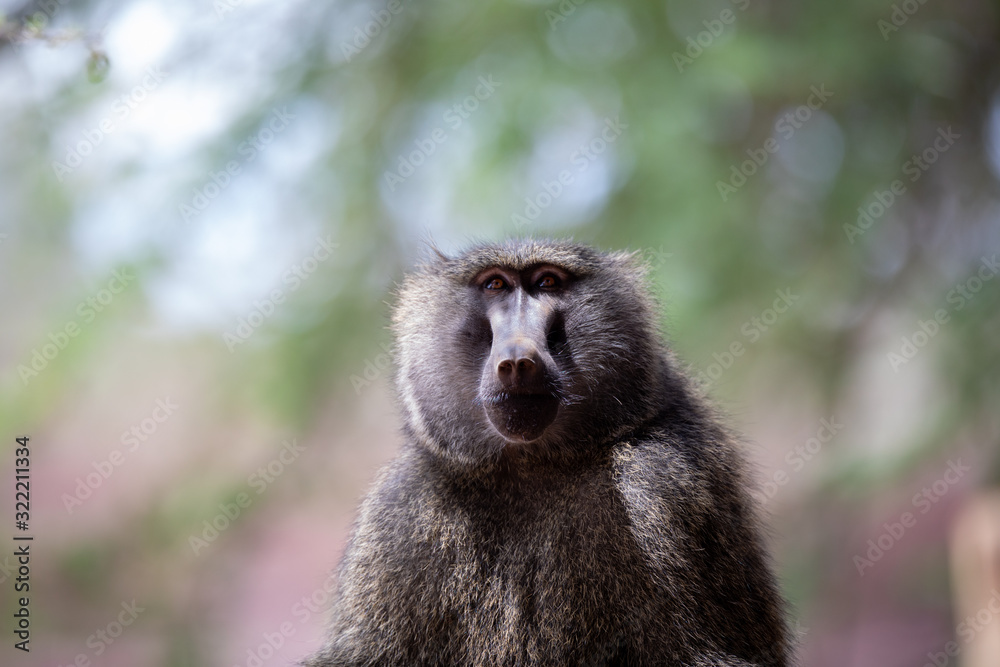 baboon posing posing looking at the sky baboon posing posing looking at the sky