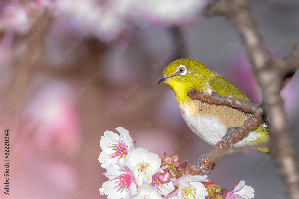 Japanese zosterops white-eye close up portrait in a branch of a blooming cherry tree Japanese zosterops white-eye close up portrait in a branch of a blooming cherry tree