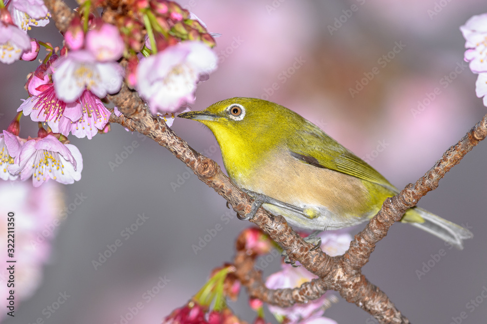 Japanese zosterops white-eye close up portrait in a branch of a blooming cherry tree Japanese zosterops white-eye close up portrait in a branch of a blooming cherry tree