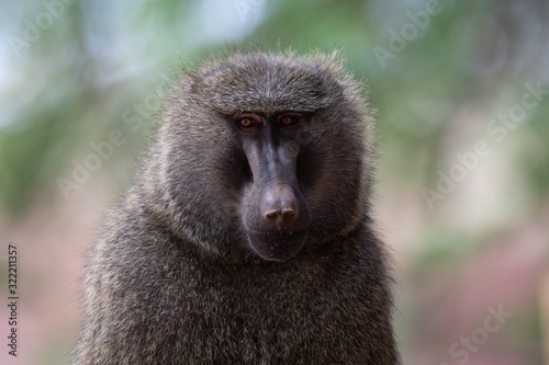 look straight into the eyes of a baboon