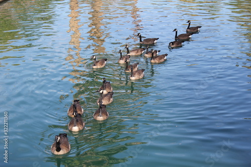 ducks in pond