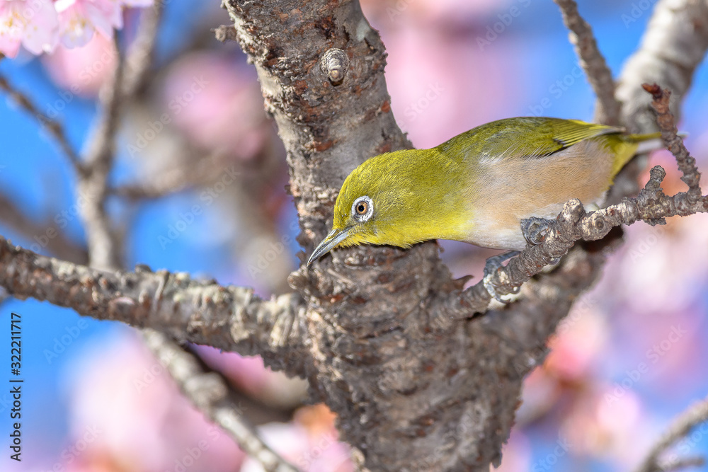 Japanese zosterops white-eye close up portrait in a branch of a blooming cherry tree Japanese zosterops white-eye close up portrait in a branch of a blooming cherry tree