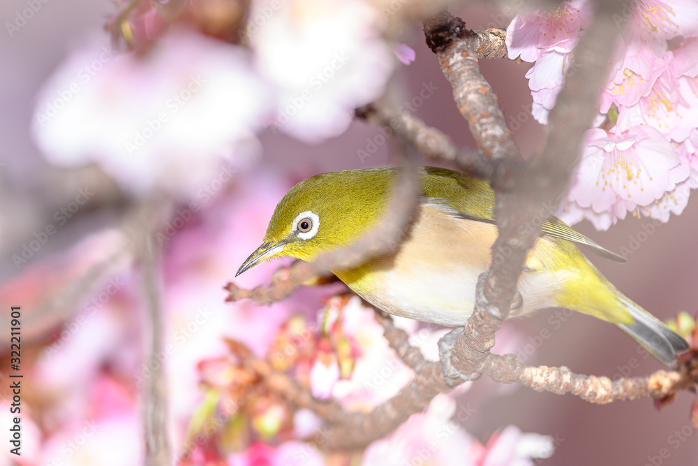 Japanese zosterops white-eye close up portrait in a branch of a blooming cherry tree Japanese zosterops white-eye close up portrait in a branch of a blooming cherry tree