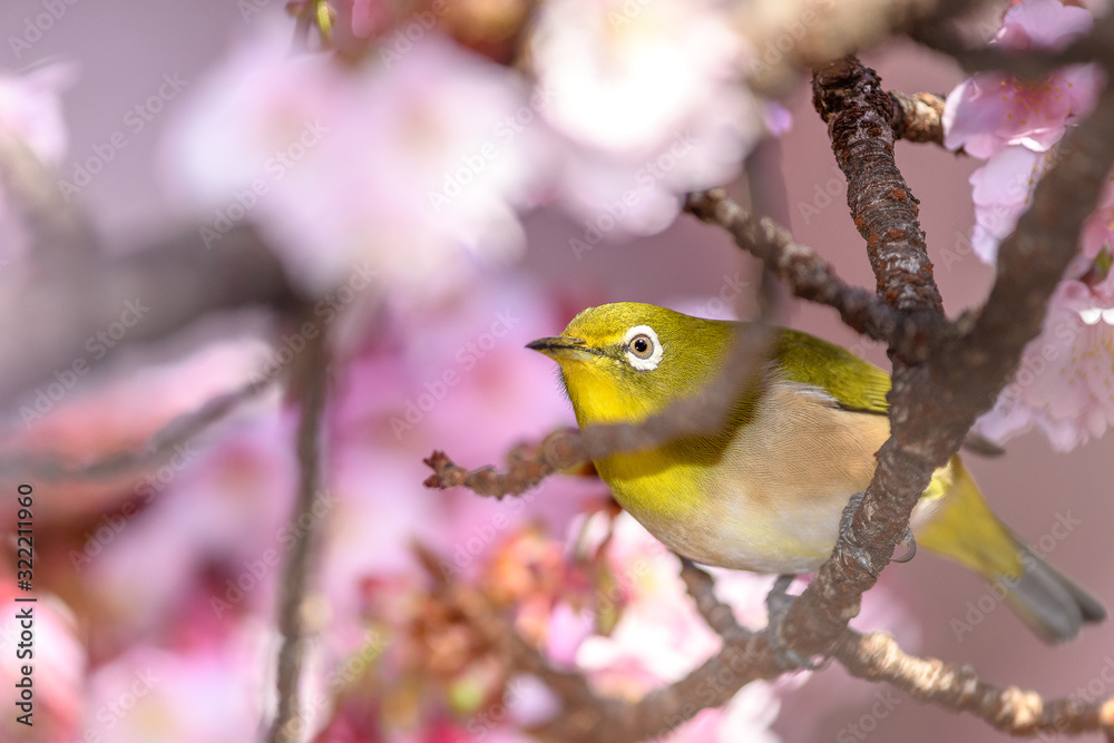 Japanese zosterops white-eye close up portrait in a branch of a blooming cherry tree Japanese zosterops white-eye close up portrait in a branch of a blooming cherry tree