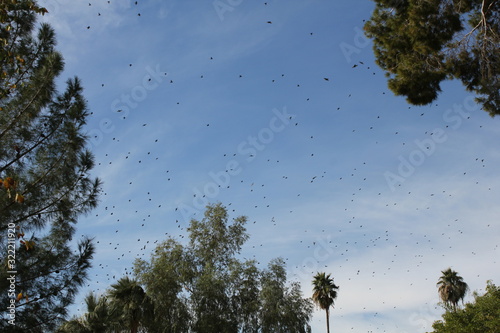birds in sky