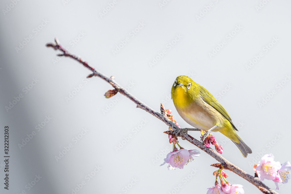 Japanese zosterops white-eye close up portrait in a branch of a blooming cherry tree Japanese zosterops white-eye close up portrait in a branch of a blooming cherry tree