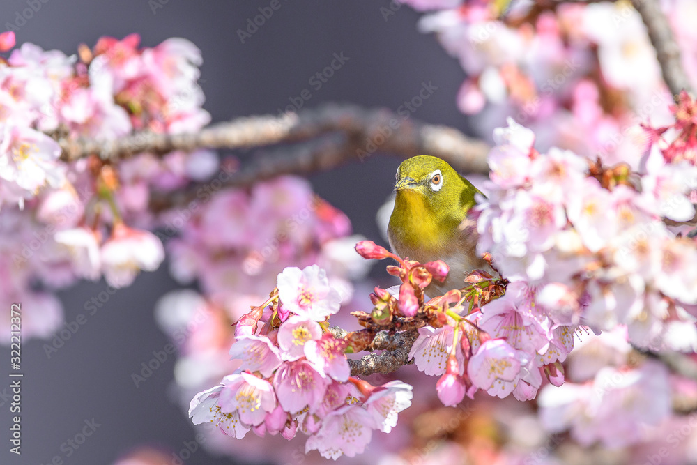 Japanese zosterops white-eye close up portrait in a branch of a blooming cherry tree Japanese zosterops white-eye close up portrait in a branch of a blooming cherry tree