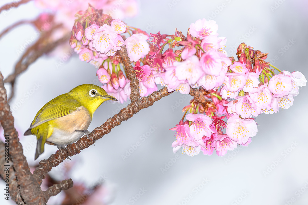 Japanese zosterops white-eye close up portrait in a branch of a blooming cherry tree Japanese zosterops white-eye close up portrait in a branch of a blooming cherry tree