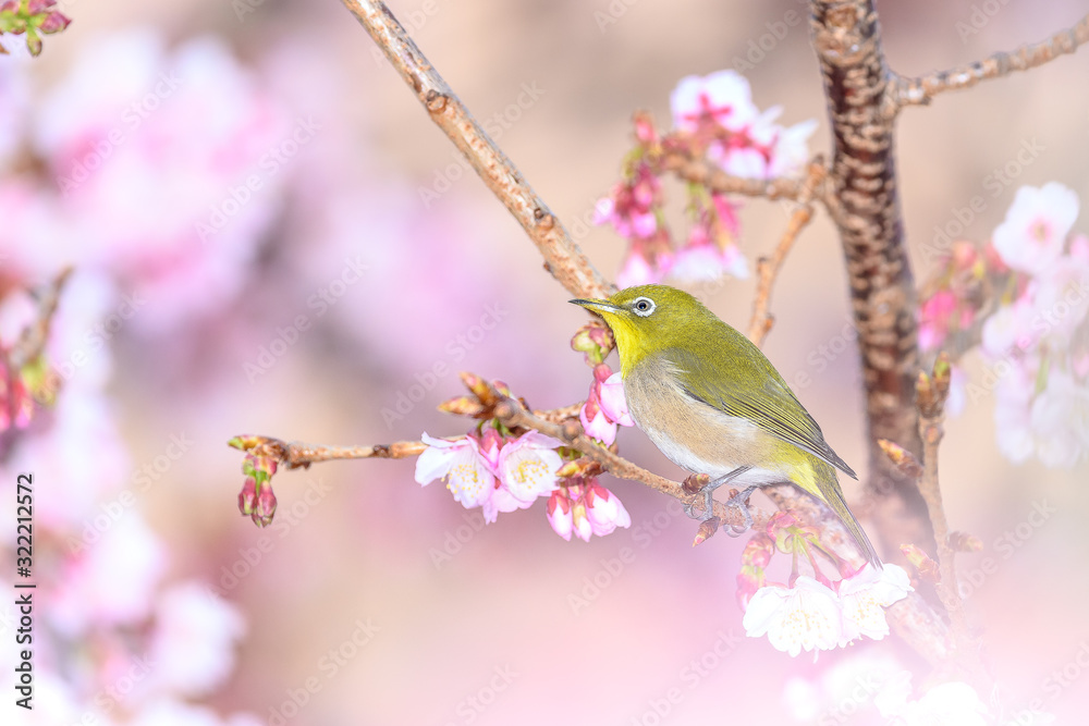 Japanese zosterops white-eye close up portrait in a branch of a blooming cherry tree Japanese zosterops white-eye close up portrait in a branch of a blooming cherry tree