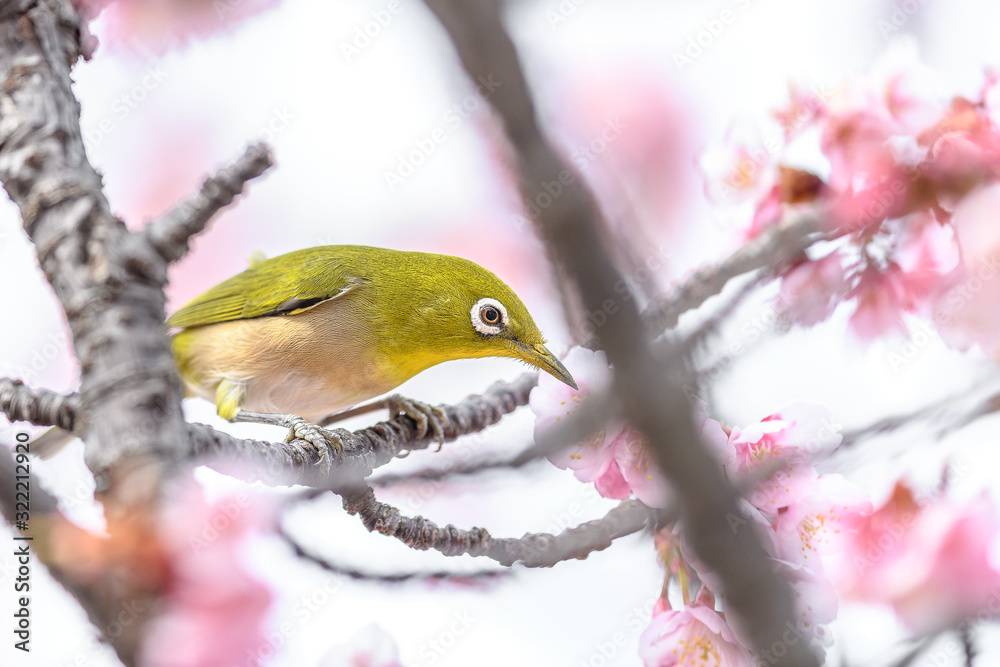 Japanese zosterops white-eye close up portrait in a branch of a blooming cherry tree Japanese zosterops white-eye close up portrait in a branch of a blooming cherry tree