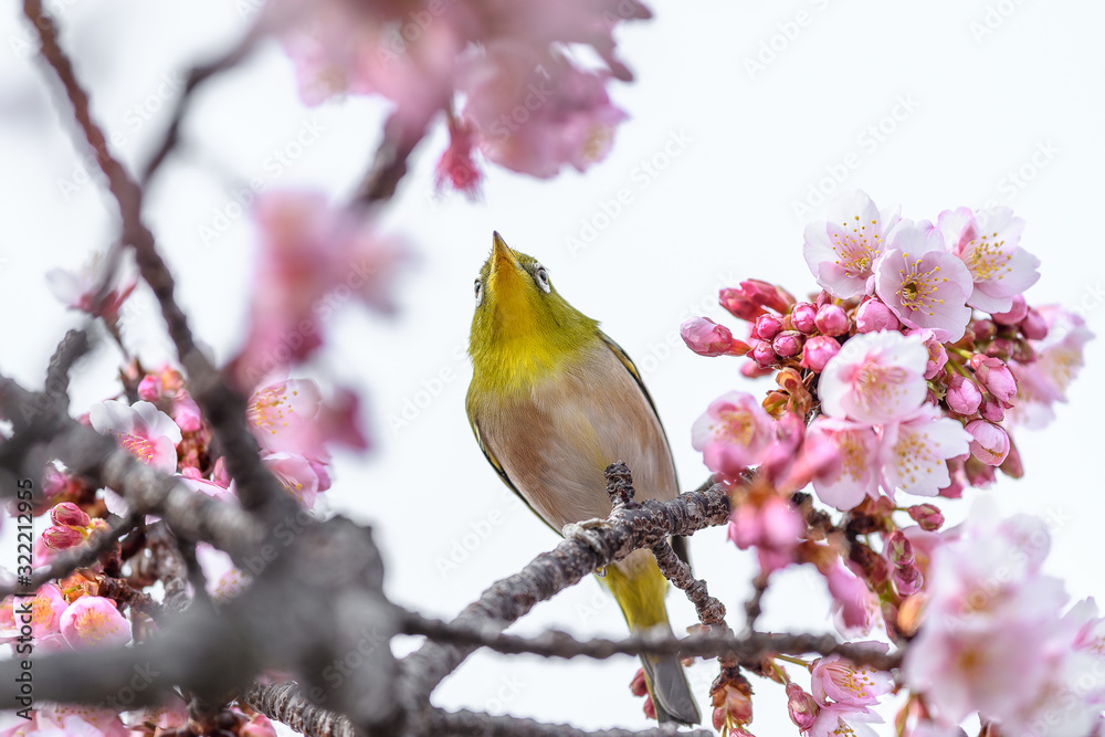 Japanese zosterops white-eye close up portrait in a branch of a blooming cherry tree Japanese zosterops white-eye close up portrait in a branch of a blooming cherry tree