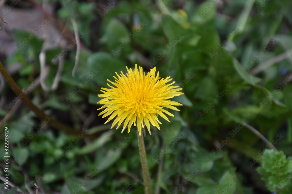 Yellow dandelion flower with blurred green background Yellow dandelion flower with blurred green background