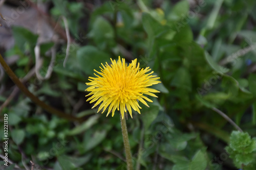 Yellow dandelion flower with blurred green background