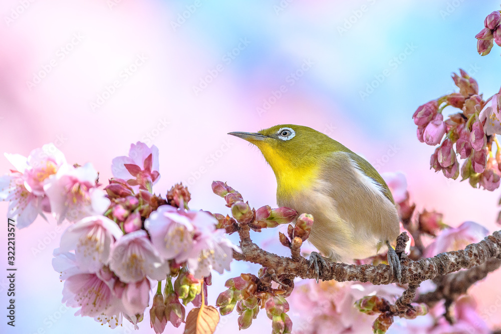 Japanese zosterops white-eye close up portrait in a branch of a blooming cherry tree Japanese zosterops white-eye close up portrait in a branch of a blooming cherry tree