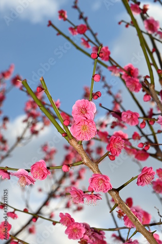 @lum flower at okamoto park photo