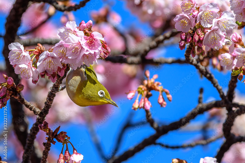 Japanese zosterops white-eye close up portrait in a branch of a blooming cherry tree Japanese zosterops white-eye close up portrait in a branch of a blooming cherry tree